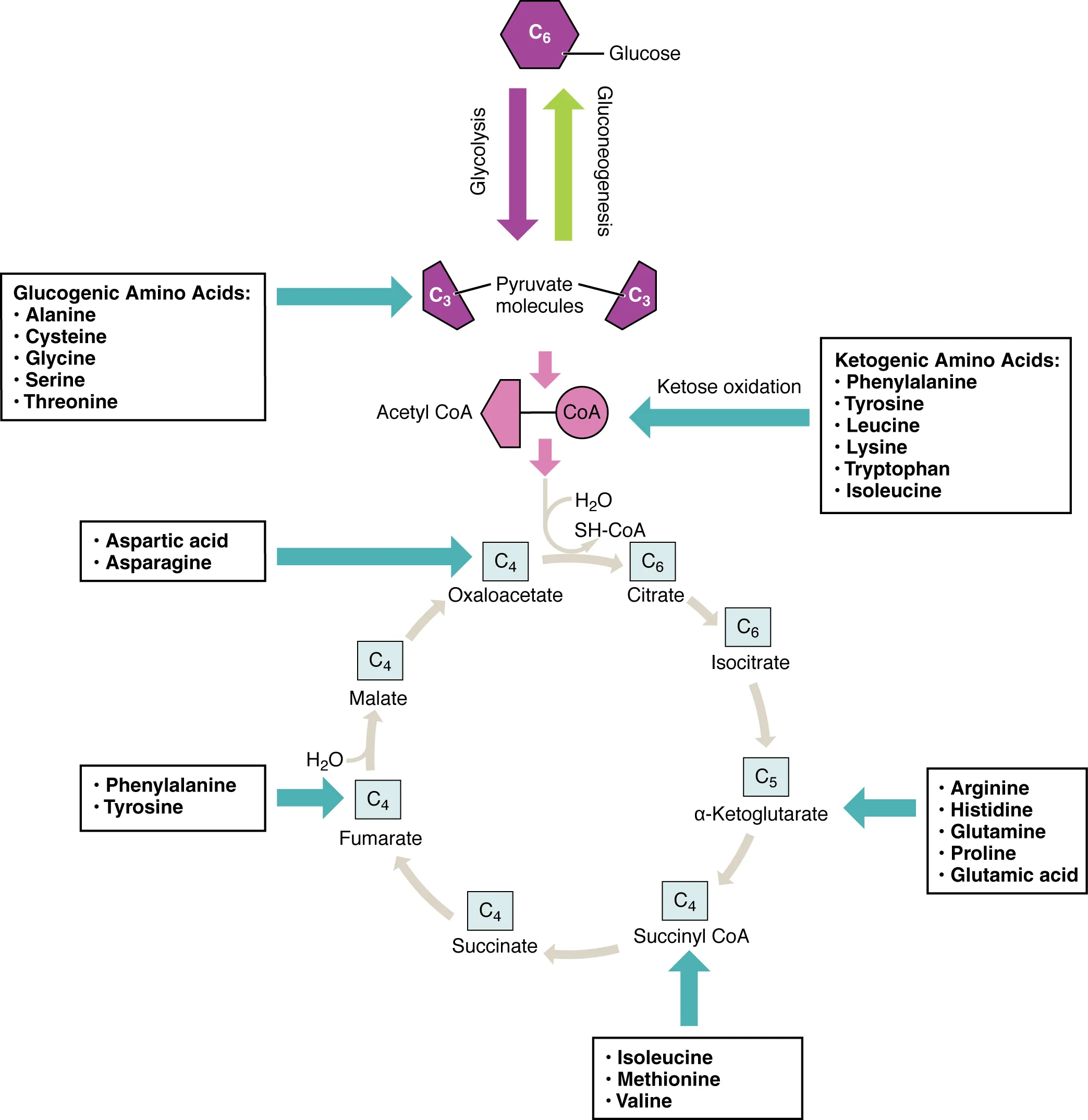 Pathways of amino acid catabolism showing how different amino acid carbon skeletons enter the TCA cycle and gluconeogenesis