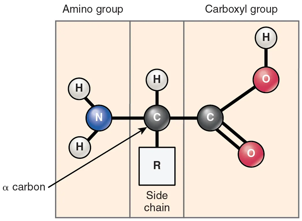 General structure of an amino acid showing amino group, carboxyl group, R group, and central alpha carbon