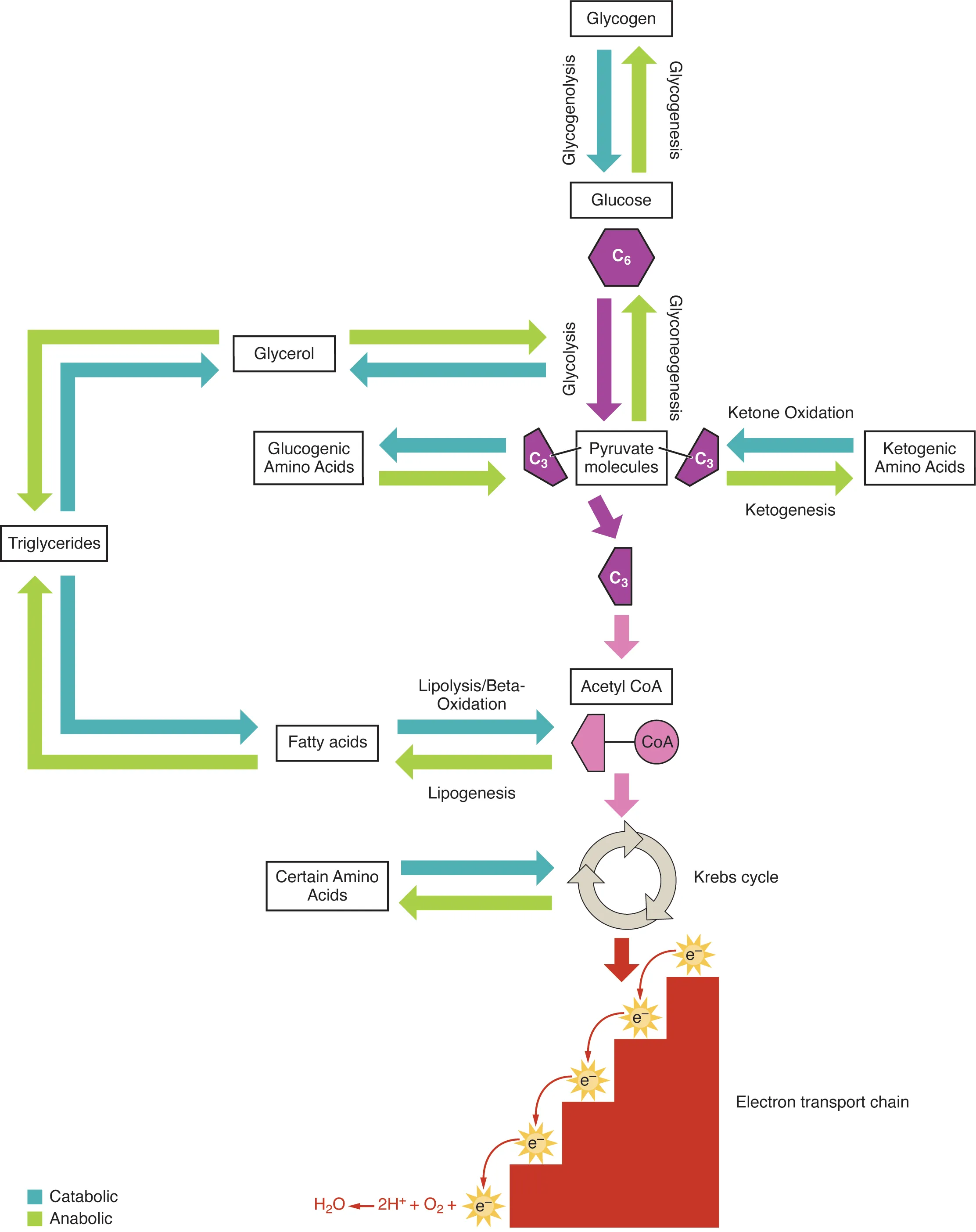 Integration of anabolic and catabolic metabolic pathways showing how carbohydrate, lipid, and protein metabolism interconnect