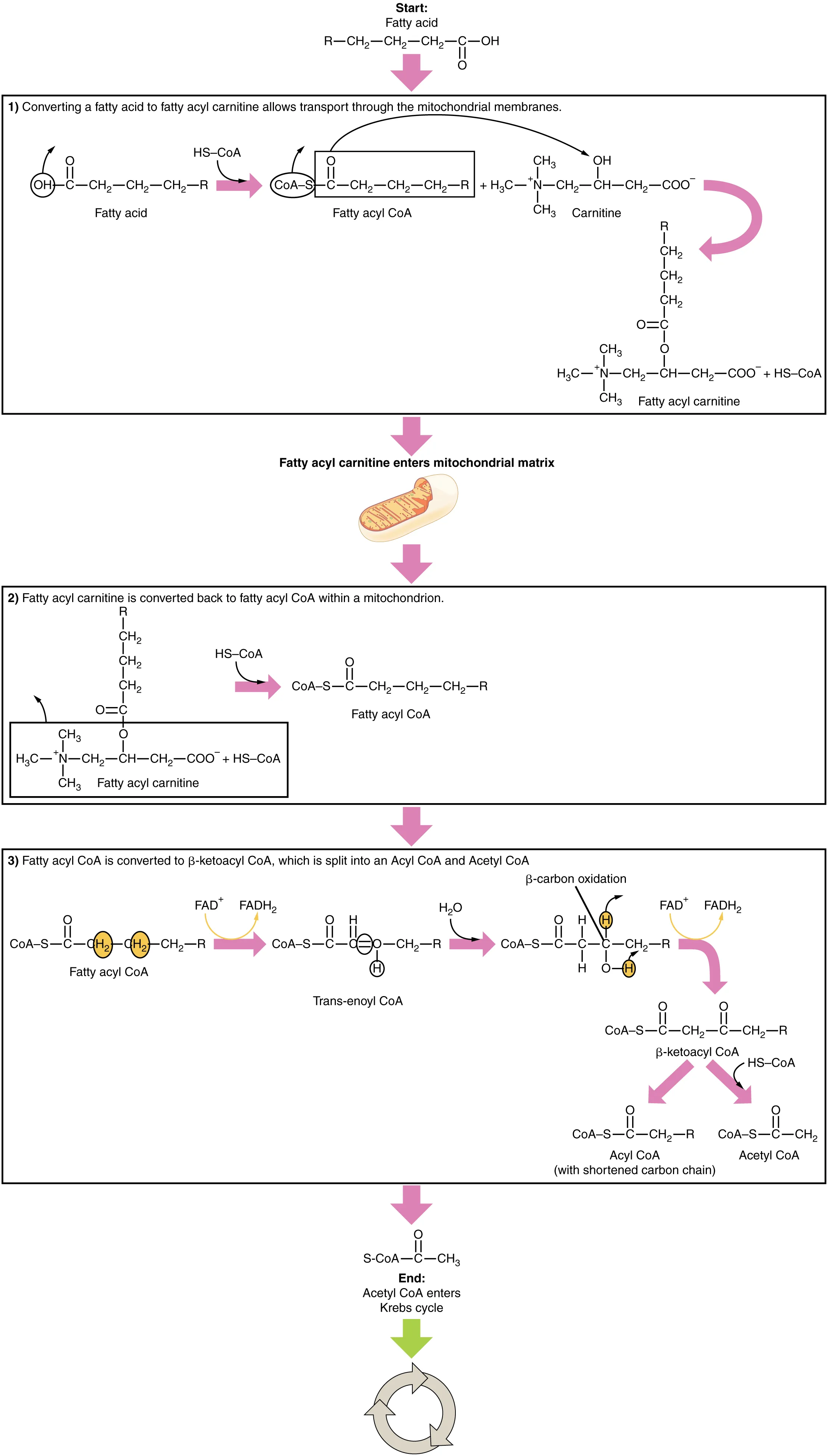 Beta-oxidation of fatty acids showing the four-step cycle that removes two-carbon units as acetyl-CoA