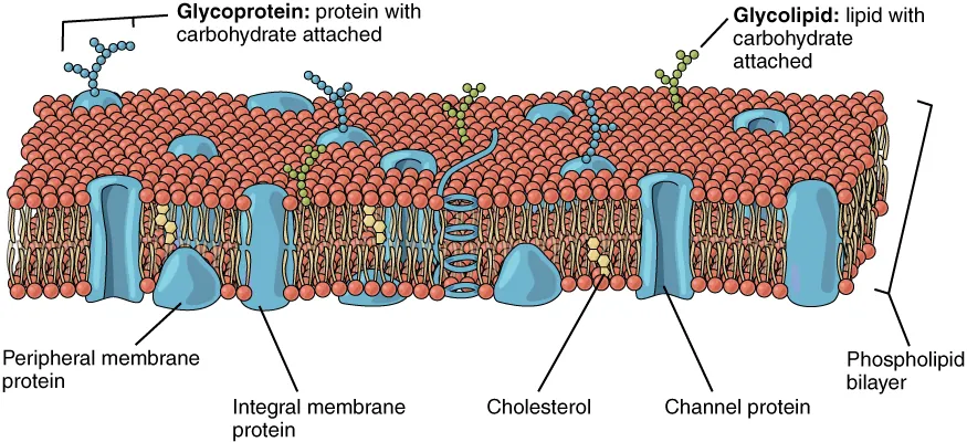 Cell membrane structure showing phospholipid bilayer, cholesterol, integral and peripheral proteins, and glycoproteins