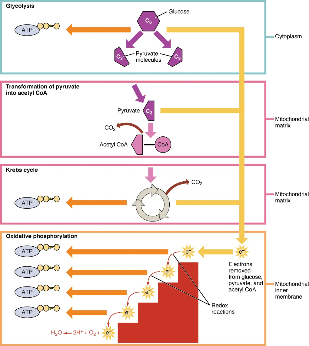 Overview of cellular respiration showing glycolysis, pyruvate oxidation, TCA cycle, and oxidative phosphorylation