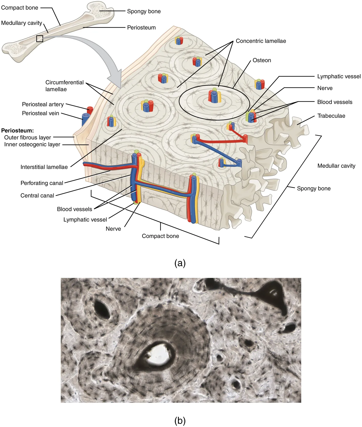Compact bone microstructure showing osteons, Haversian canals, and collagen fiber organization