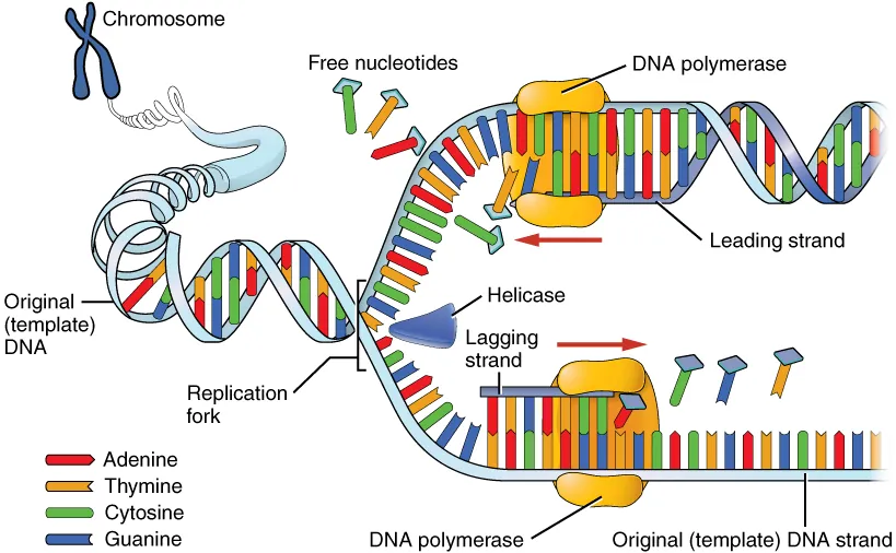 DNA replication fork showing helicase, primase, DNA polymerase, leading strand, lagging strand with Okazaki fragments, and DNA ligase