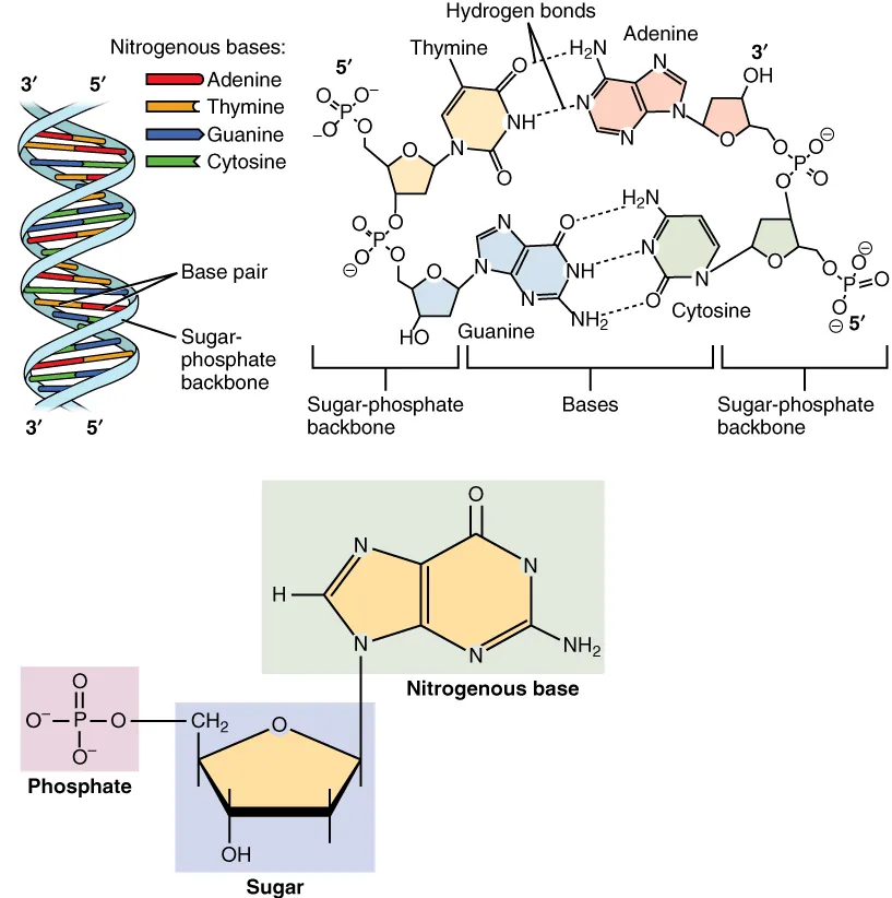 DNA double helix structure showing sugar-phosphate backbone, complementary base pairs (A-T, G-C), and antiparallel strands