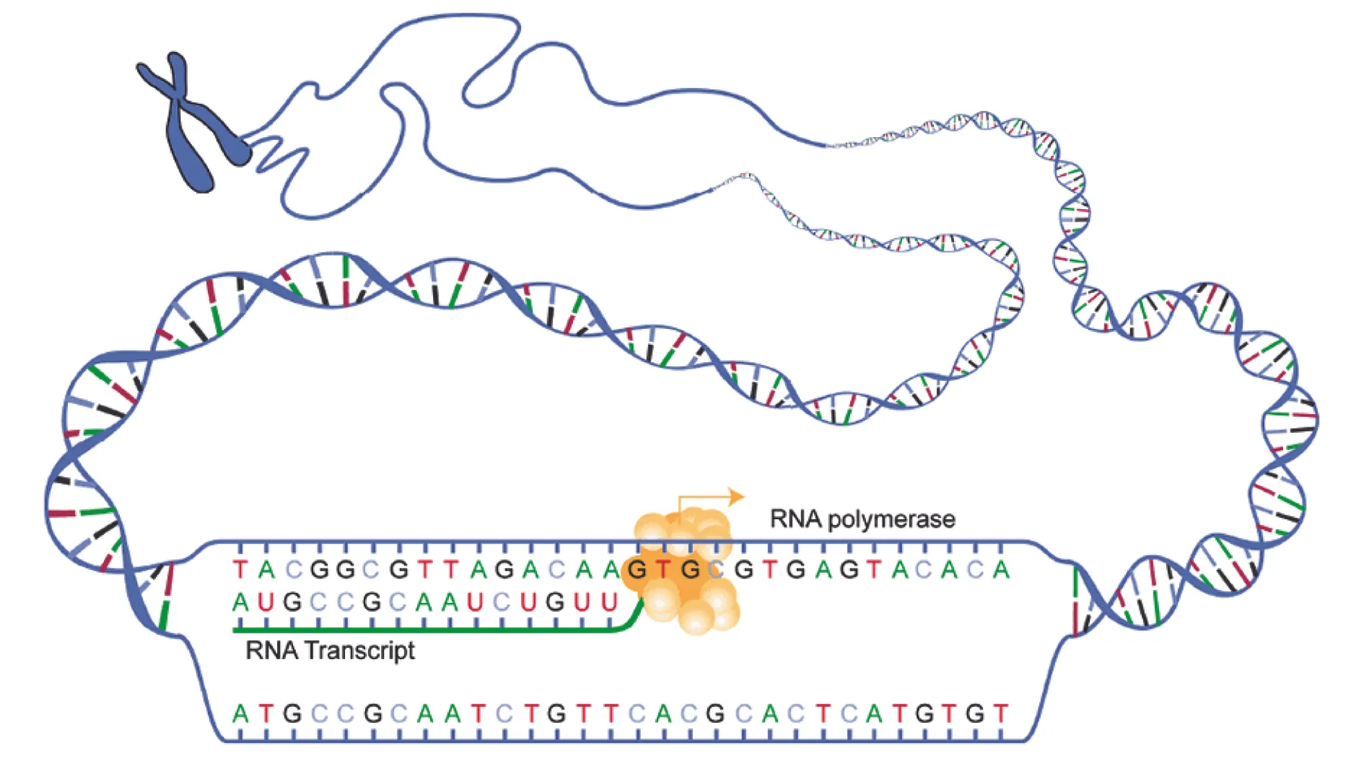 Transcription process showing RNA polymerase reading the DNA template strand and synthesizing messenger RNA