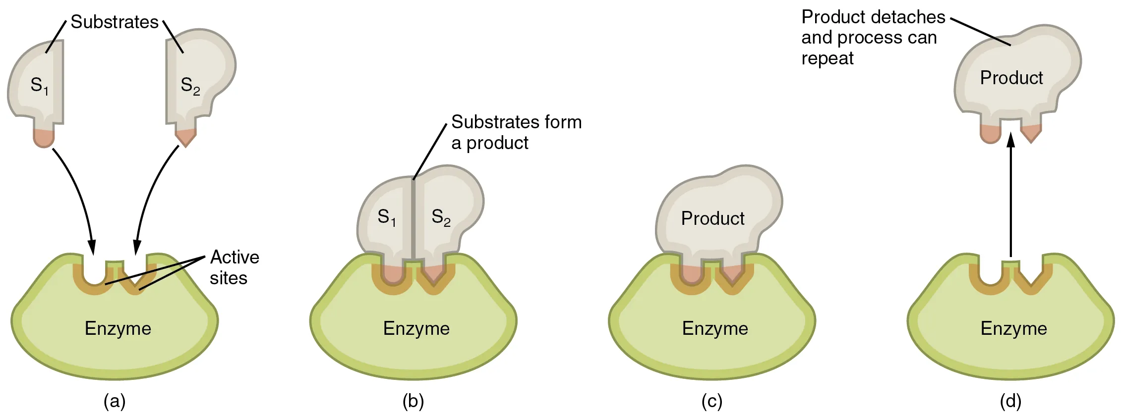 Enzyme-substrate interaction showing the induced-fit model with active site, substrate binding, and product release