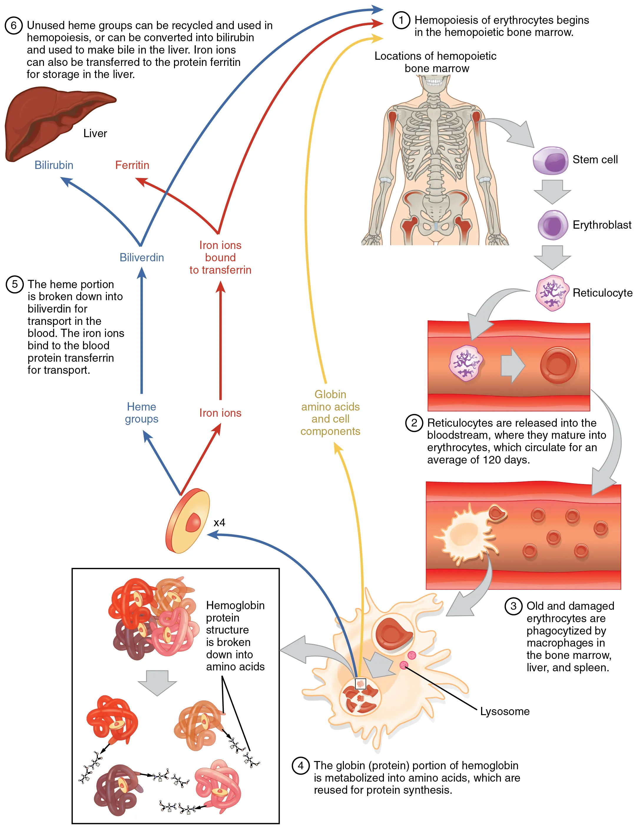 Erythrocyte lifecycle showing heme synthesis, hemoglobin assembly, red blood cell maturation, and heme degradation to bilirubin