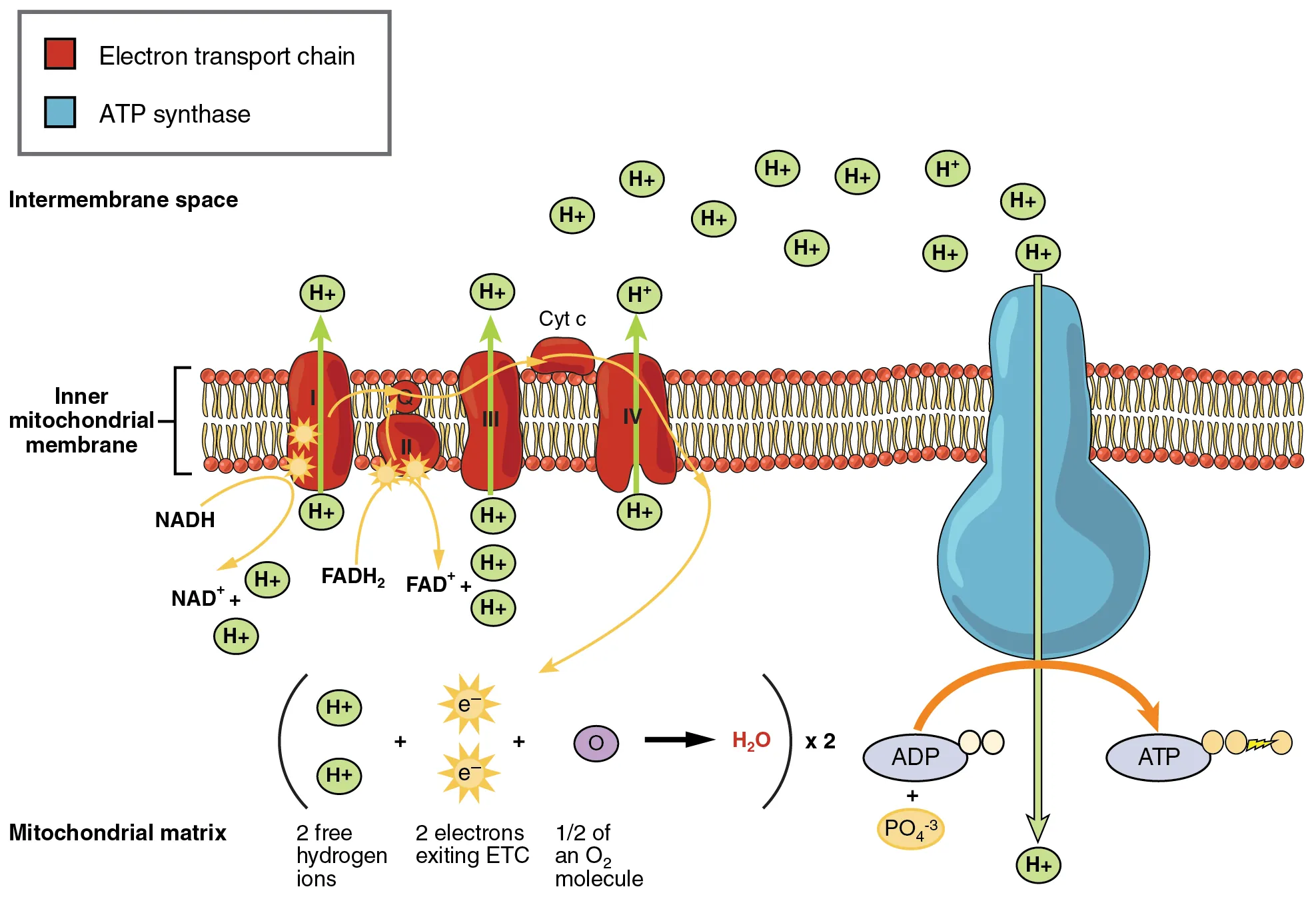 Electron transport chain showing Complexes I through IV, mobile carriers ubiquinone and cytochrome c, proton gradient, and ATP synthase