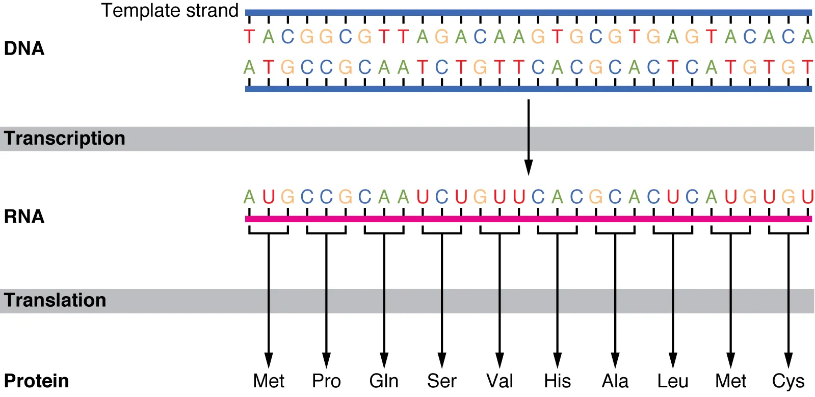 The genetic code table showing all 64 codons, their corresponding amino acids, start codon AUG, and stop codons