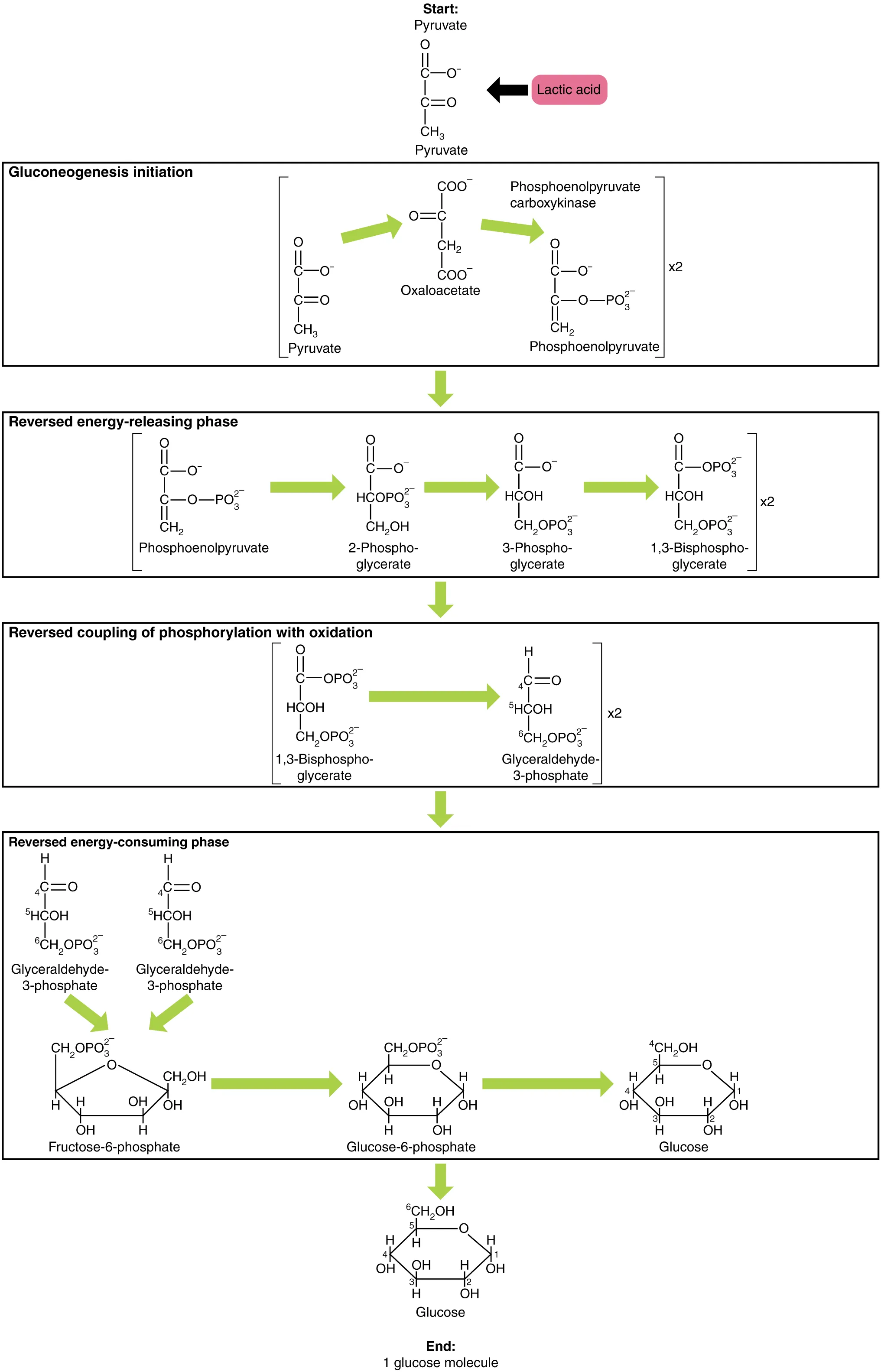 Gluconeogenesis pathway showing bypass enzymes pyruvate carboxylase, PEPCK, fructose-1,6-bisphosphatase, and glucose-6-phosphatase