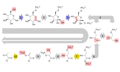 Complete glycolysis pathway showing all ten enzymatic steps converting glucose to two molecules of pyruvate