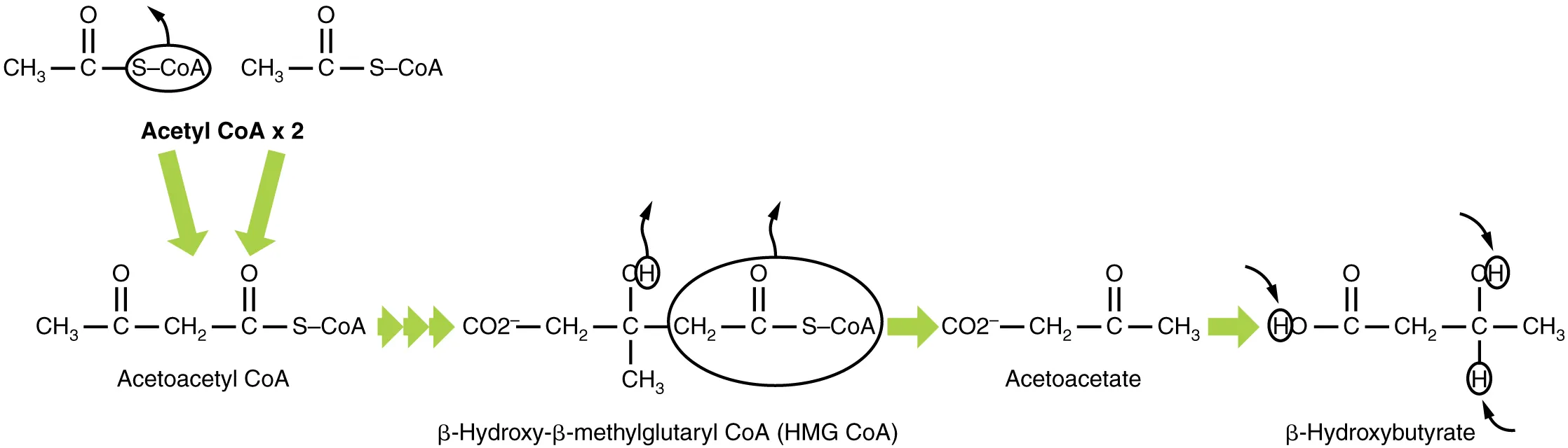 Ketogenesis pathway showing conversion of acetyl-CoA to acetoacetate, beta-hydroxybutyrate, and acetone in liver mitochondria