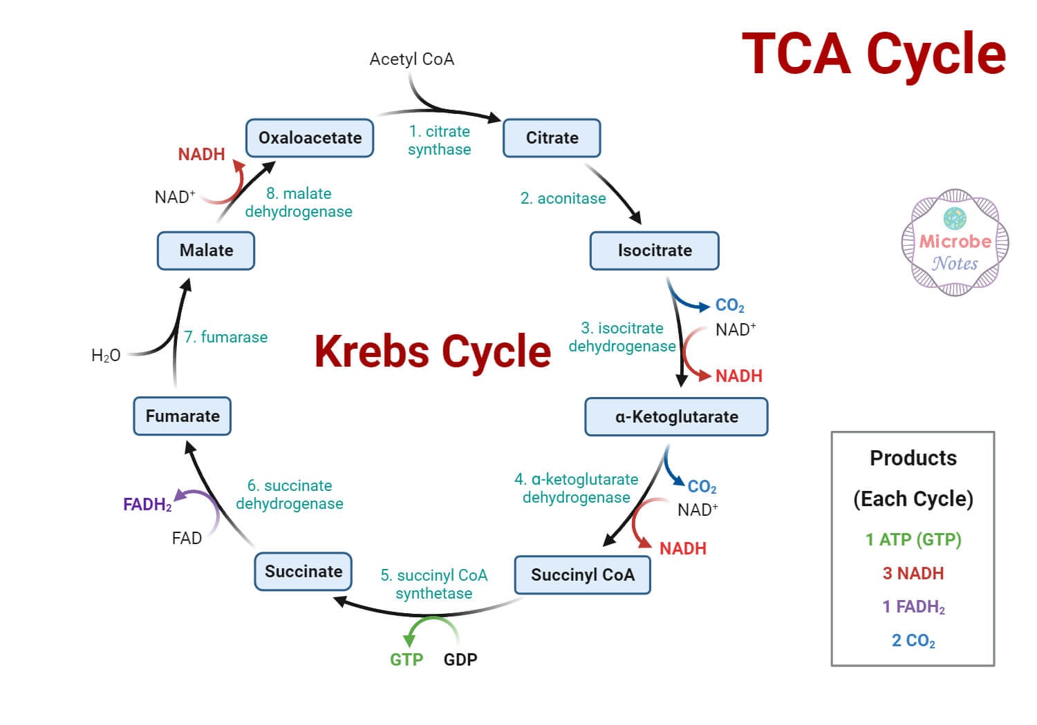 The tricarboxylic acid (Krebs/TCA) cycle showing all eight enzymatic steps, substrates, products, and cofactors