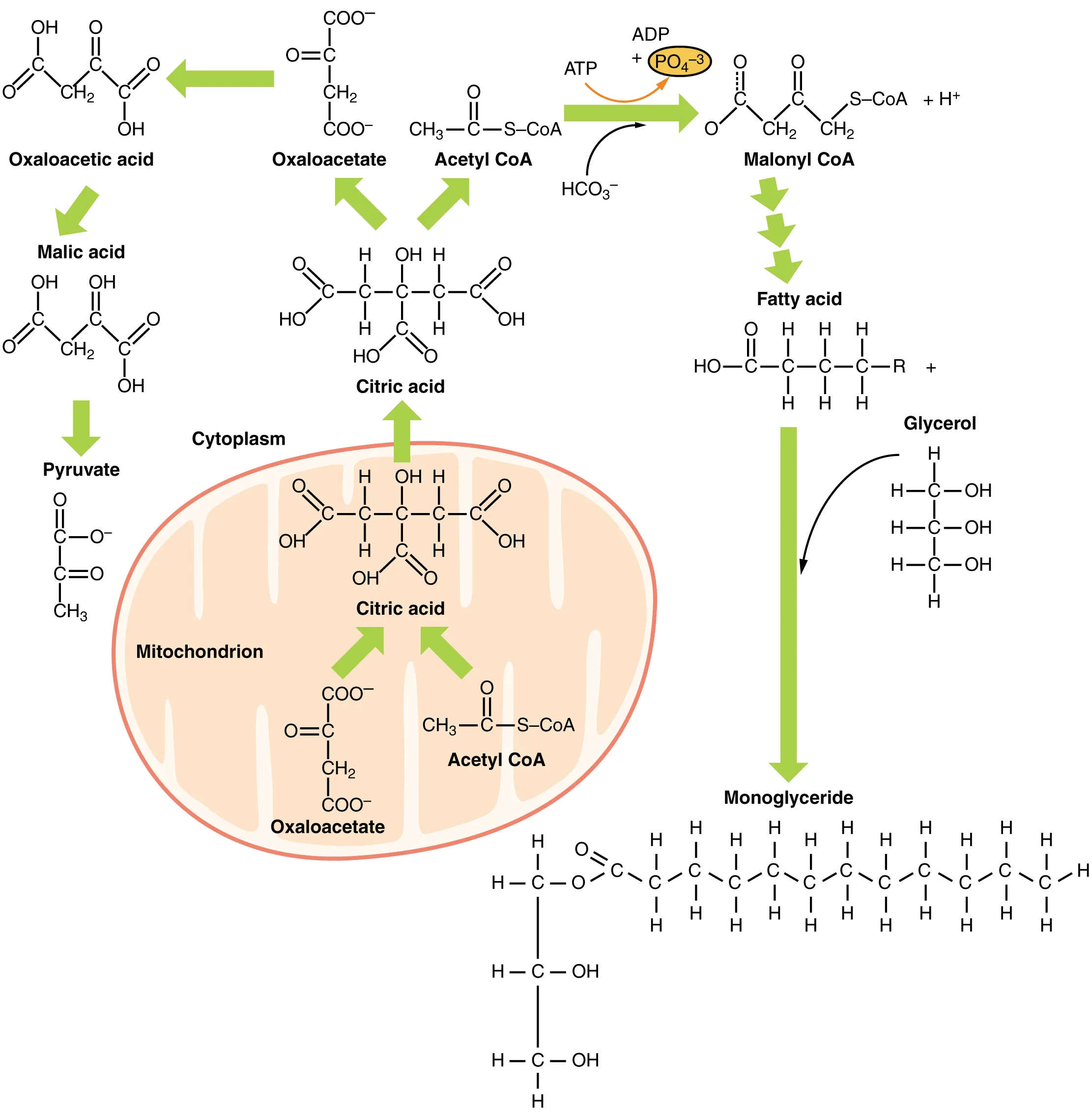Overview of lipid metabolism showing relationships between fatty acid synthesis, beta-oxidation, ketogenesis, and lipoprotein transport