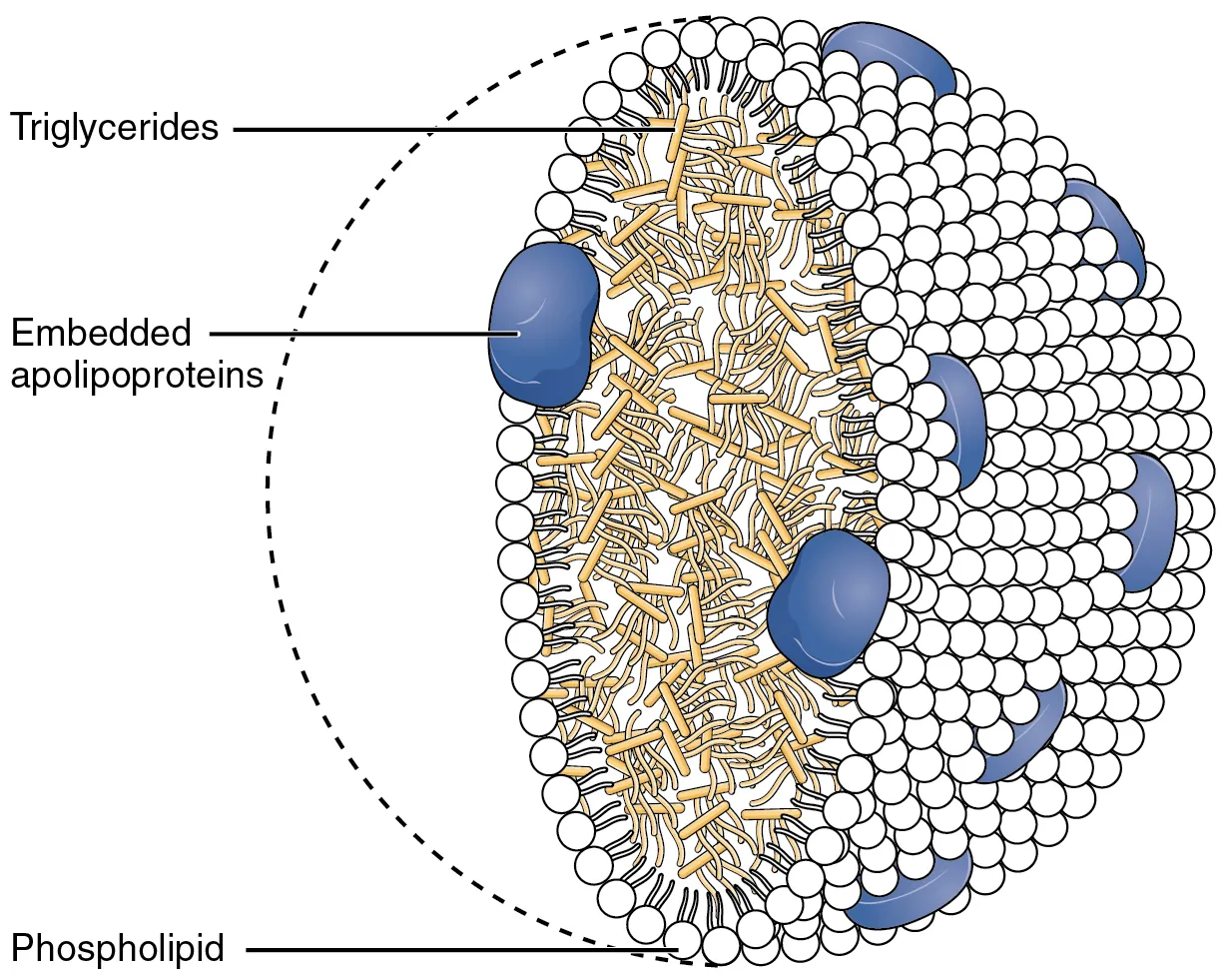 Structure and transport of chylomicrons showing triglyceride core, phospholipid shell, and apolipoprotein components