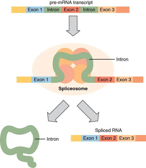 Pre-mRNA processing showing spliceosome removal of introns and joining of exons to produce mature mRNA