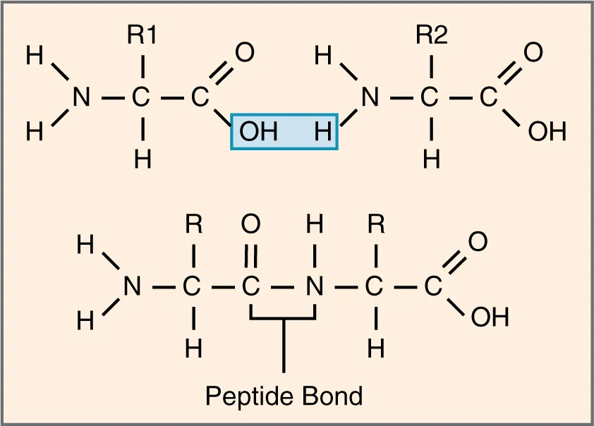 Formation of a peptide bond between two amino acids through a dehydration synthesis reaction