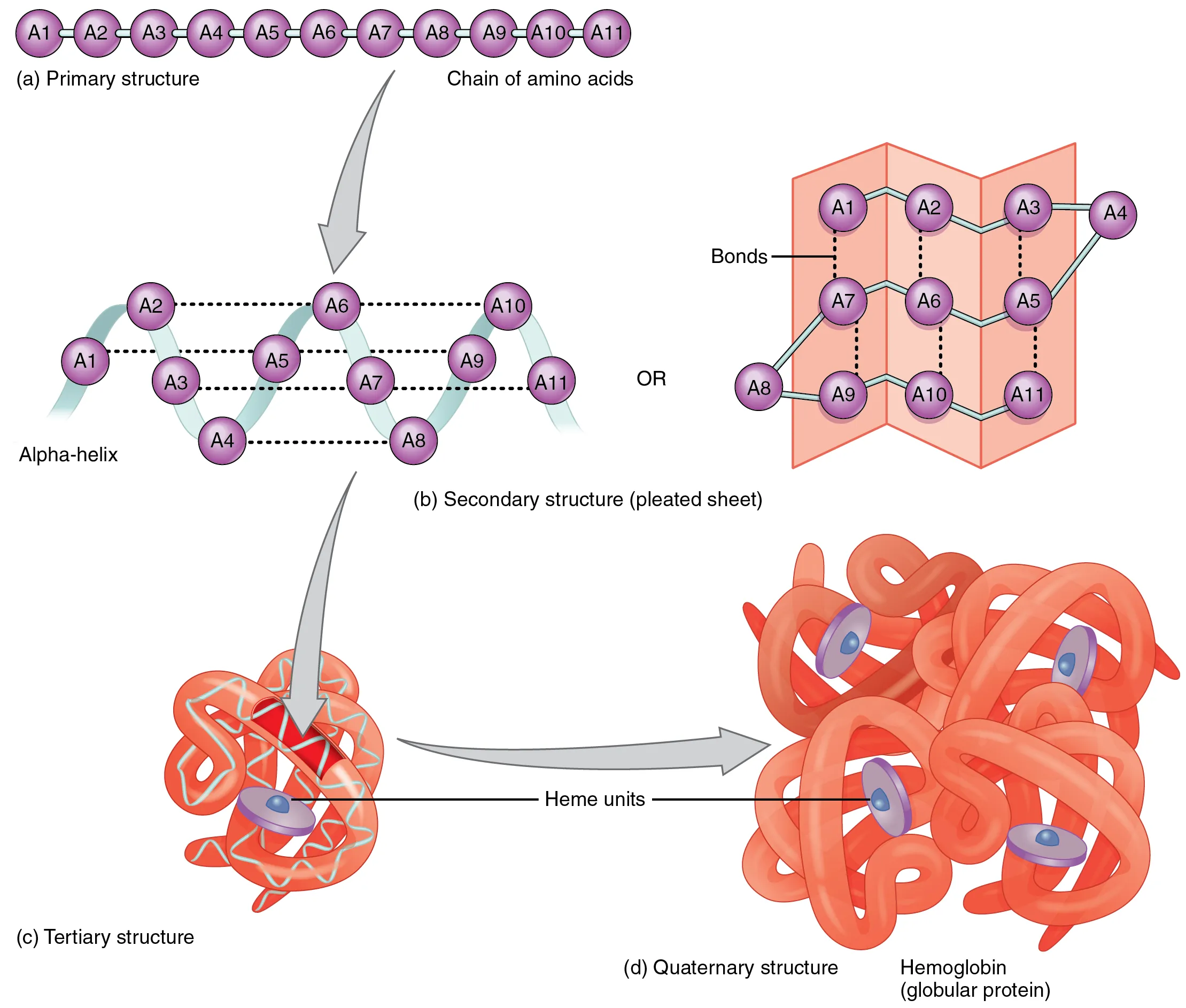 Four levels of protein structure: primary sequence, secondary alpha-helix and beta-sheet, tertiary 3D folding, and quaternary multi-subunit assembly