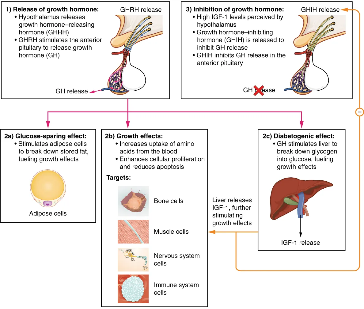 Cell signaling cascade showing receptor activation, G-protein coupling, second messenger generation, and downstream kinase effects
