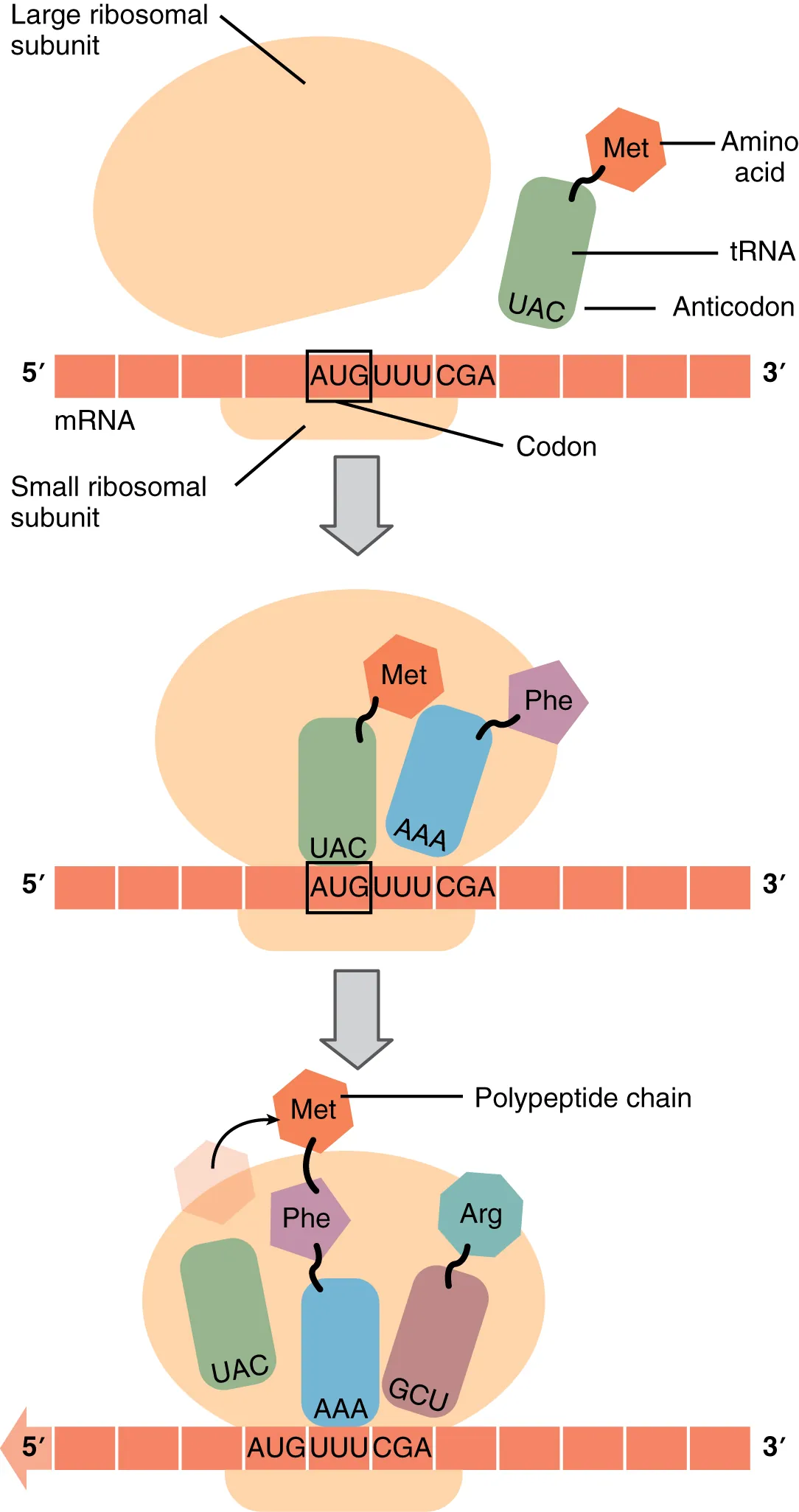 Translation at the ribosome showing tRNA anticodon-codon pairing, A site, P site, E site, and growing polypeptide chain