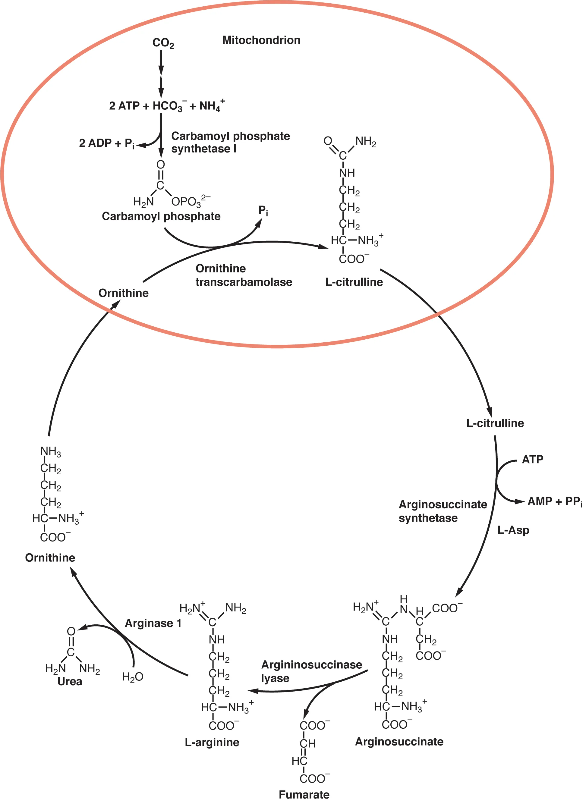 The urea cycle showing five enzymatic steps spanning mitochondria and cytoplasm, converting ammonia and CO2 to urea