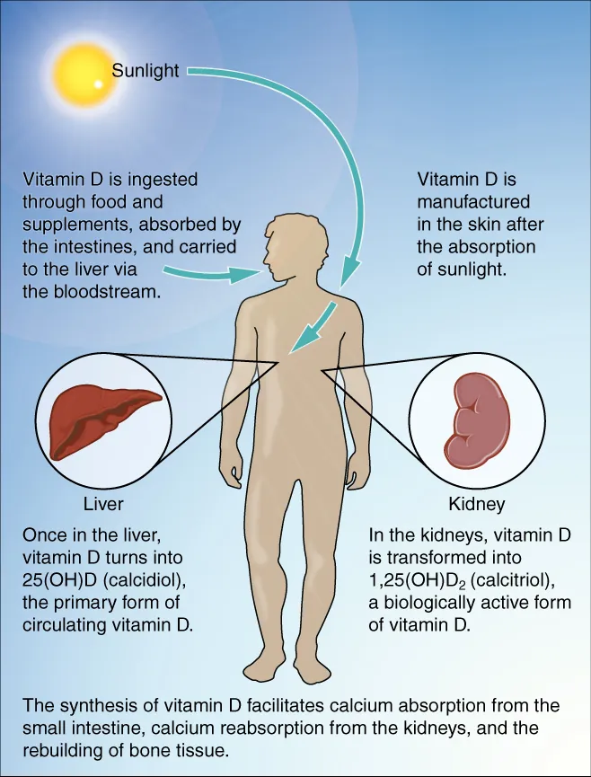 Vitamin D synthesis and metabolism pathway from skin UV-B exposure through liver and kidney hydroxylation to active calcitriol