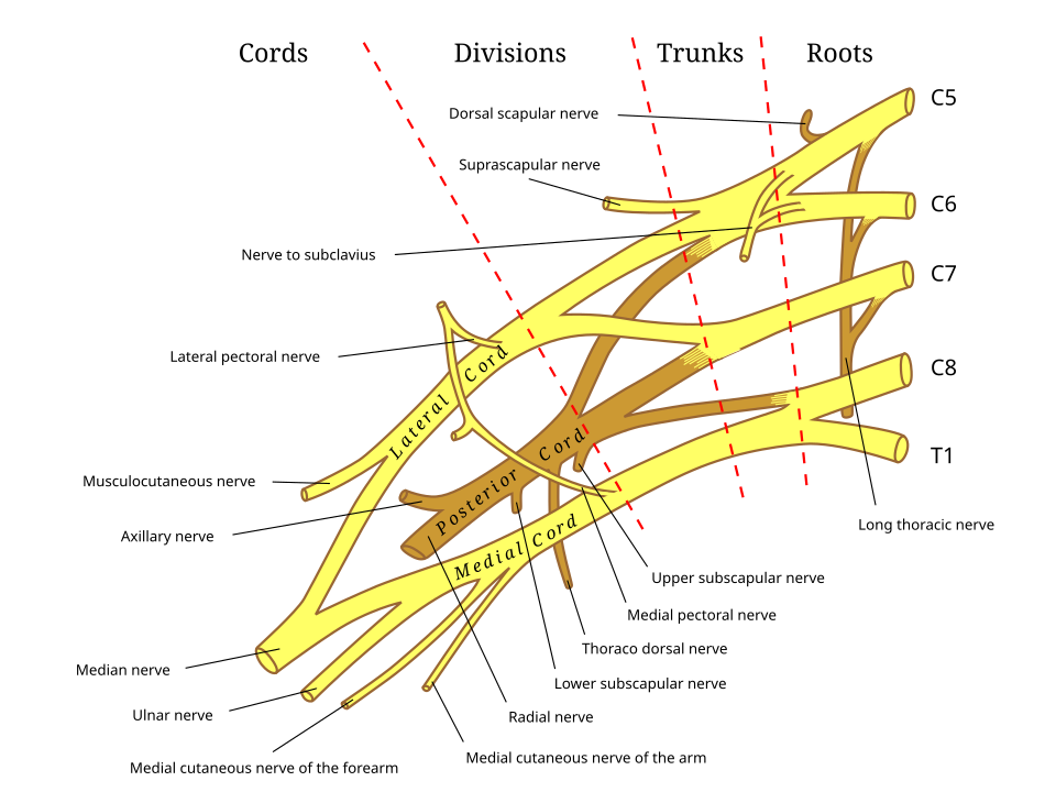Schematic diagram of the brachial plexus showing roots C5-T1, trunks, divisions, cords, and terminal branches