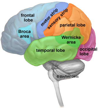 Lateral view of the brain showing the four lobes: frontal, parietal, temporal, and occipital, with major sulci and gyri labeled