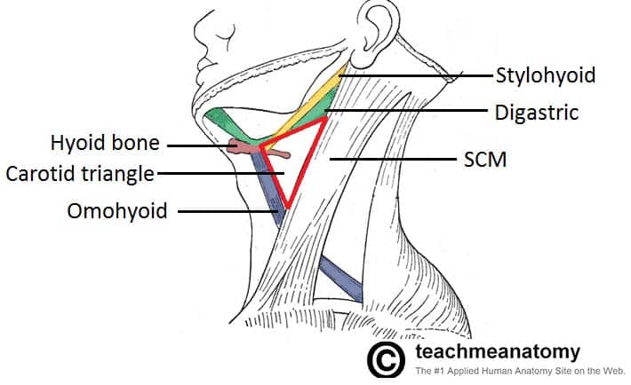 Labeled diagram of the carotid triangle of the neck showing the common carotid artery, internal jugular vein, and vagus nerve within the carotid sheath