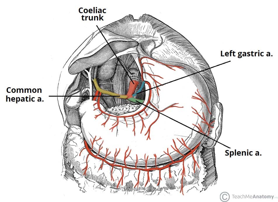 Diagram showing the major branches of the celiac trunk: left gastric artery, splenic artery, and common hepatic artery