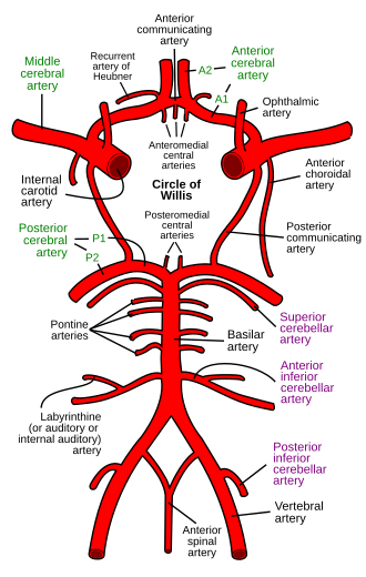 Diagram of the circle of Willis showing the anterior and posterior communicating arteries connecting the ACA, MCA, and PCA
