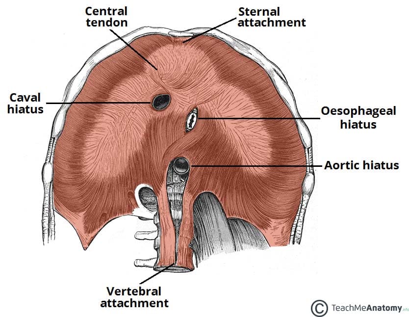 Inferior view of the diaphragm showing the three major openings: caval (T8), esophageal (T10), and aortic (T12)