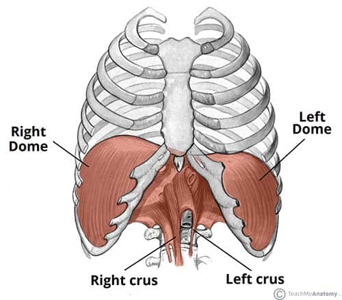 Anatomical diagram of the diaphragm showing its muscular and central tendon portions, crura, and attachments
