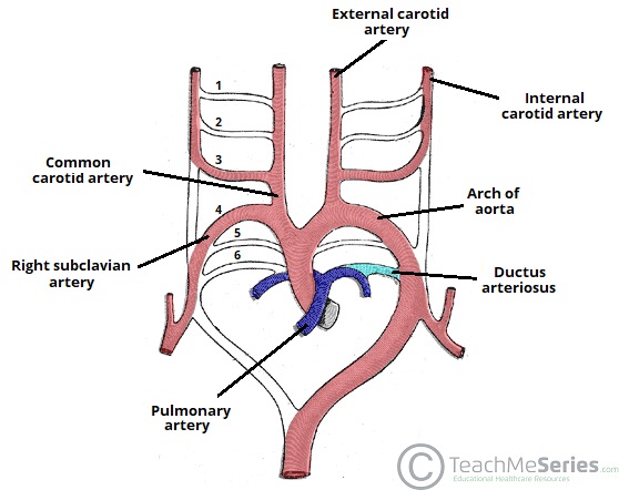 Aortic arch arteries and their adult derivatives