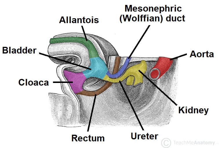 Development of the bladder, ureter, and mesonephric duct