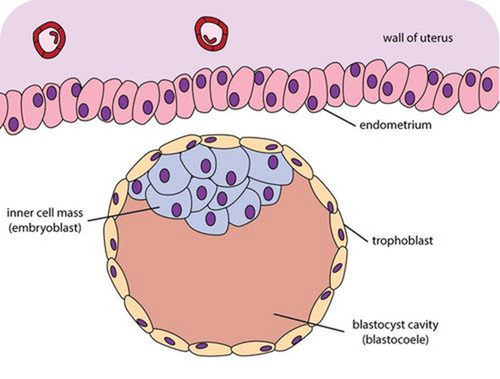 Structure of the blastocyst showing inner cell mass, trophoblast, and blastocoel