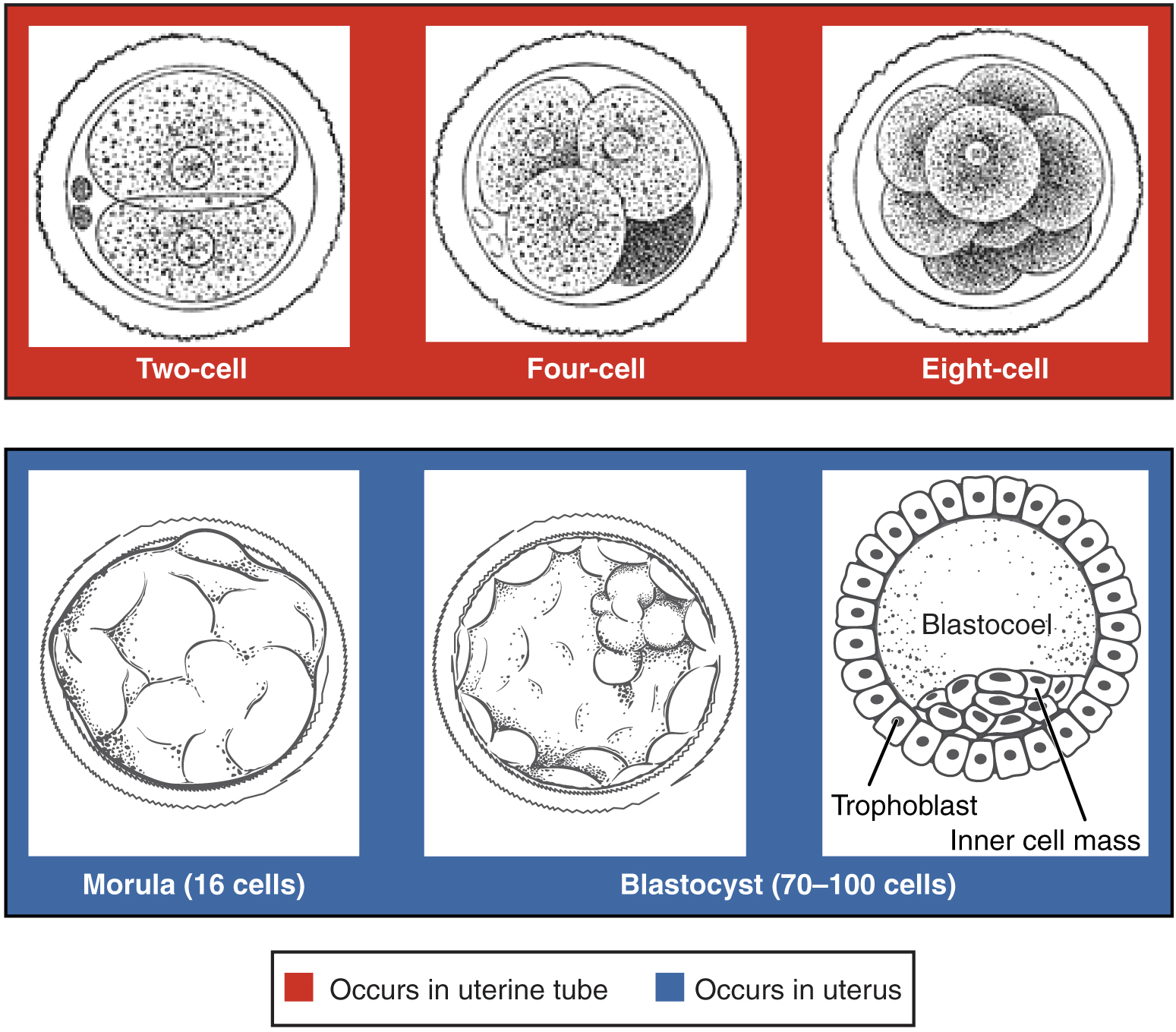 Pre-embryonic cleavage stages from 2-cell to morula to blastocyst