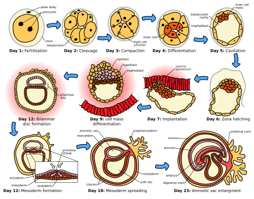 Overview of embryogenesis stages from fertilization through organogenesis