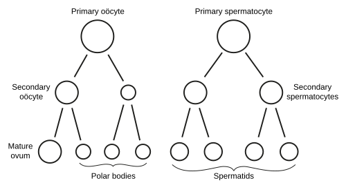 Diagram comparing oogenesis and spermatogenesis pathways