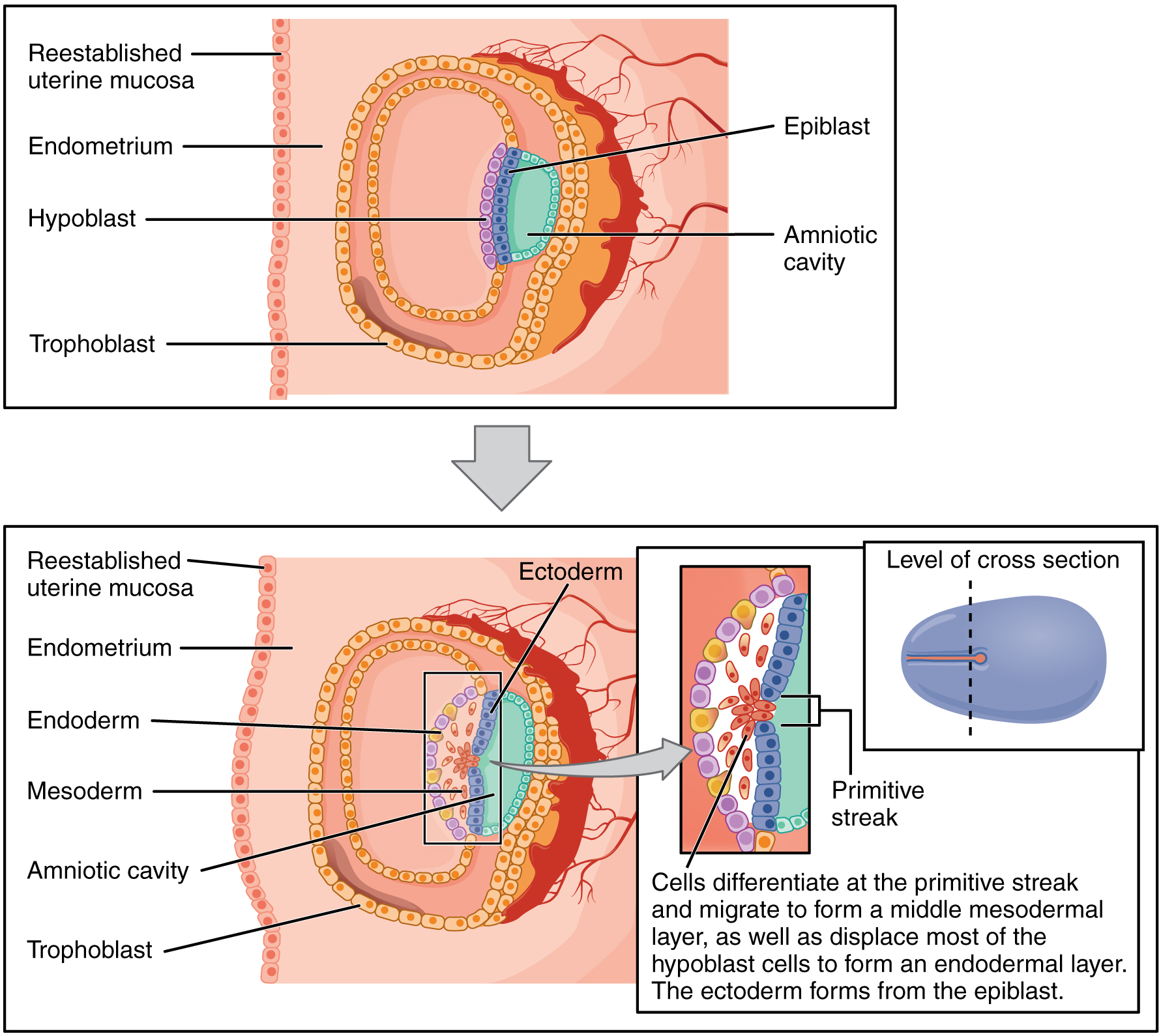 Detailed diagram of ectoderm, mesoderm, and endoderm germ layer derivatives