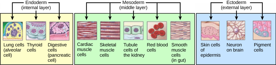 Diagram of the three germ layers: ectoderm, mesoderm, and endoderm with their major derivatives