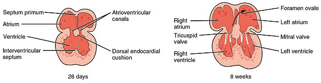 Septation of the atria and ventricles showing septum primum, secundum, and endocardial cushions
