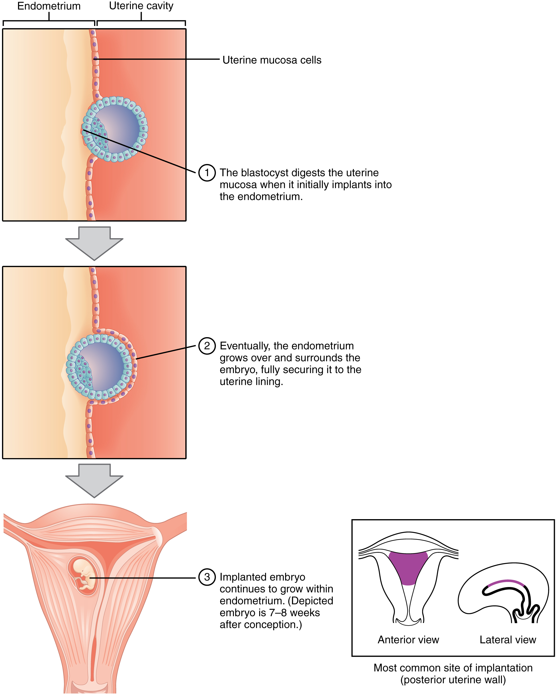 Process of blastocyst implantation into the uterine endometrium
