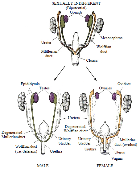 Development of internal genitalia from Wolffian and Mullerian ducts