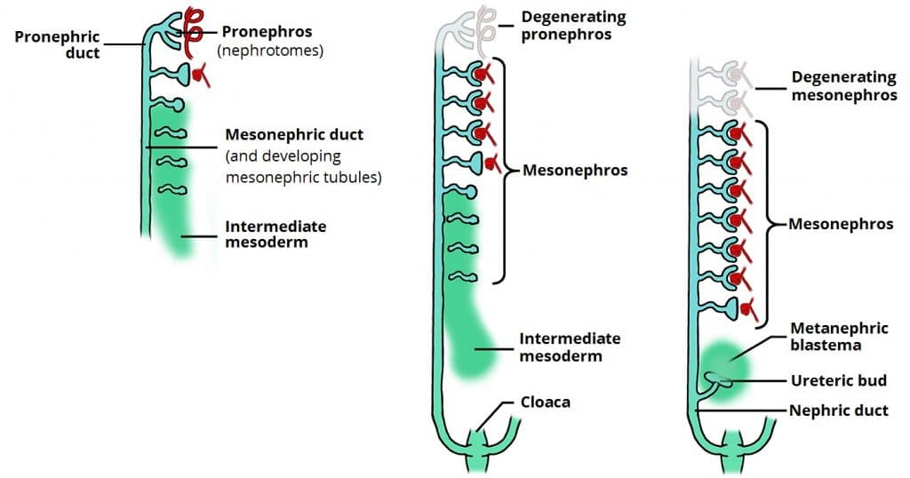 Three successive kidney systems: pronephros, mesonephros, and metanephros