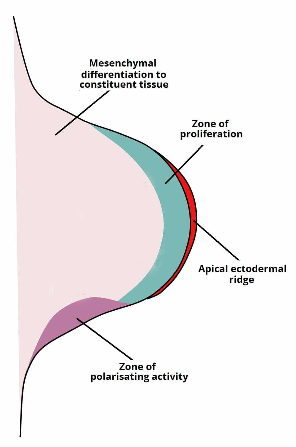 Developing limb bud showing the apical ectodermal ridge