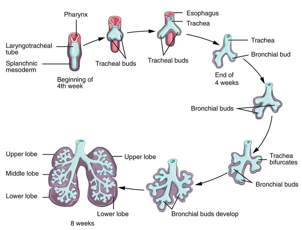 Development of the lower respiratory system from the laryngotracheal diverticulum