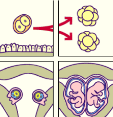 Monozygotic twin formation showing timing of division and membrane arrangement