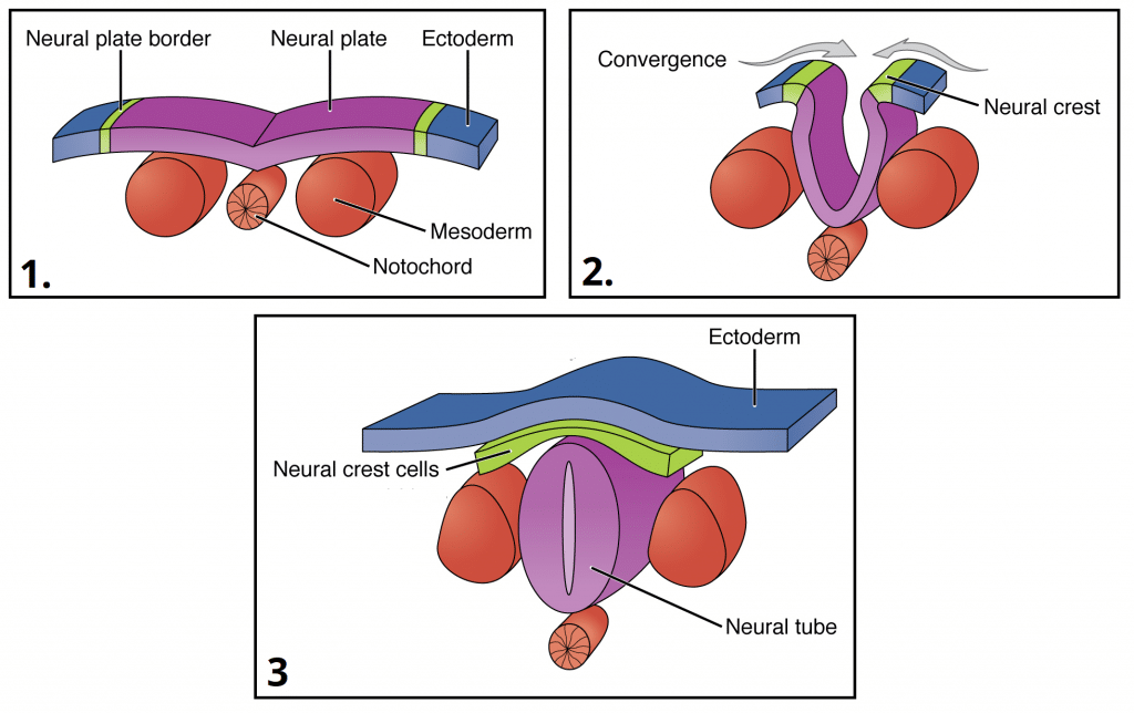 Steps of neurulation showing neural plate folding to form neural tube